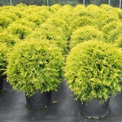 Туя западная Голден Глобе, 2 года